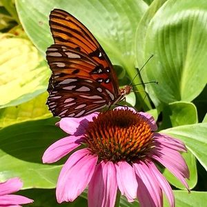 Meet your Posher, Angie